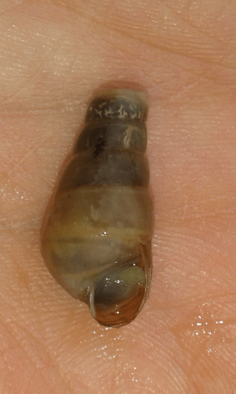 Oleacinidae : Rumina decollata